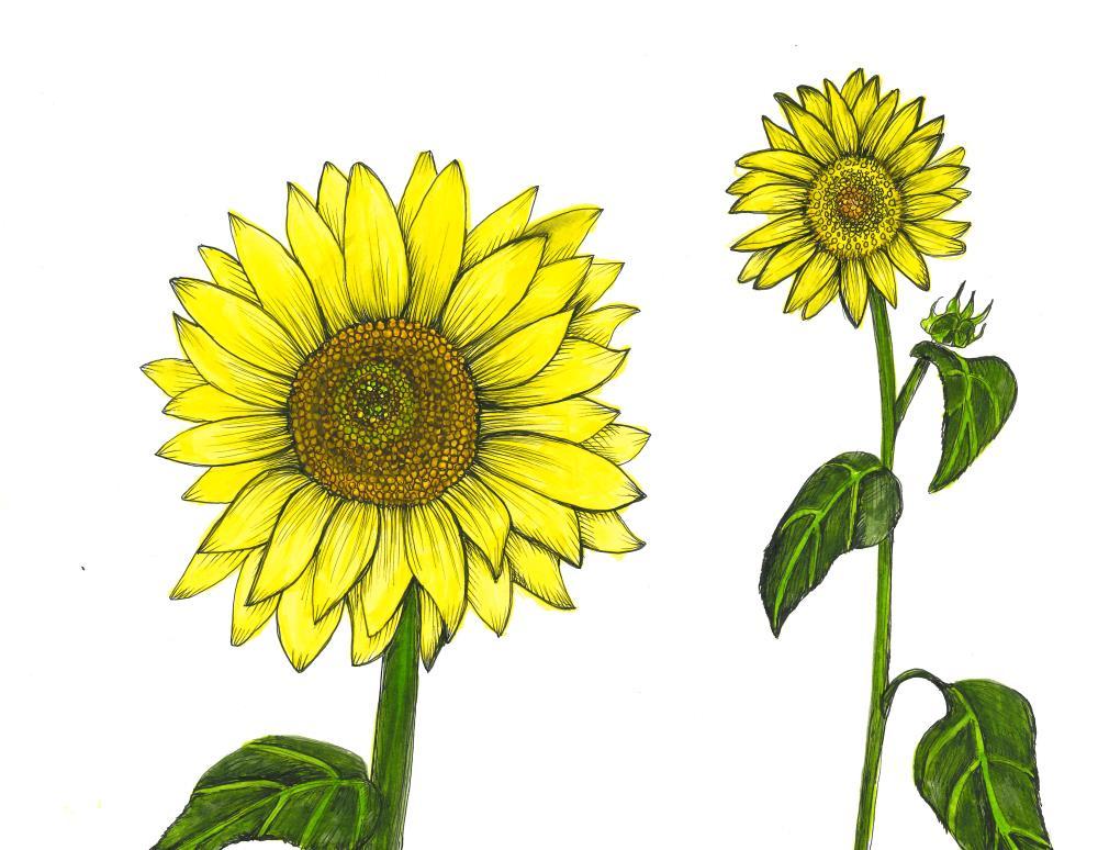 Sunflower Friends