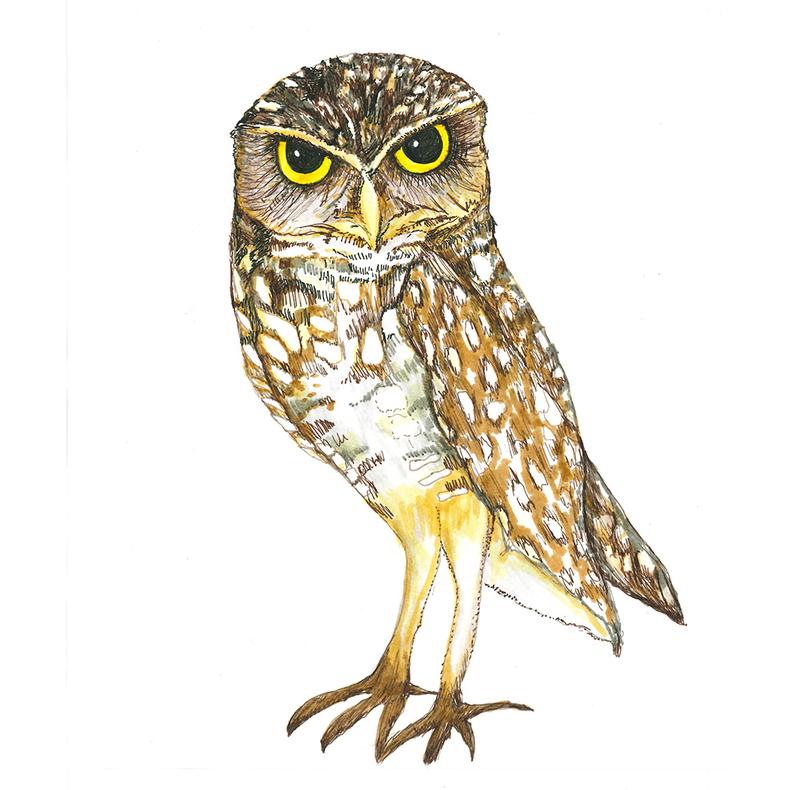 Burrowing Owl